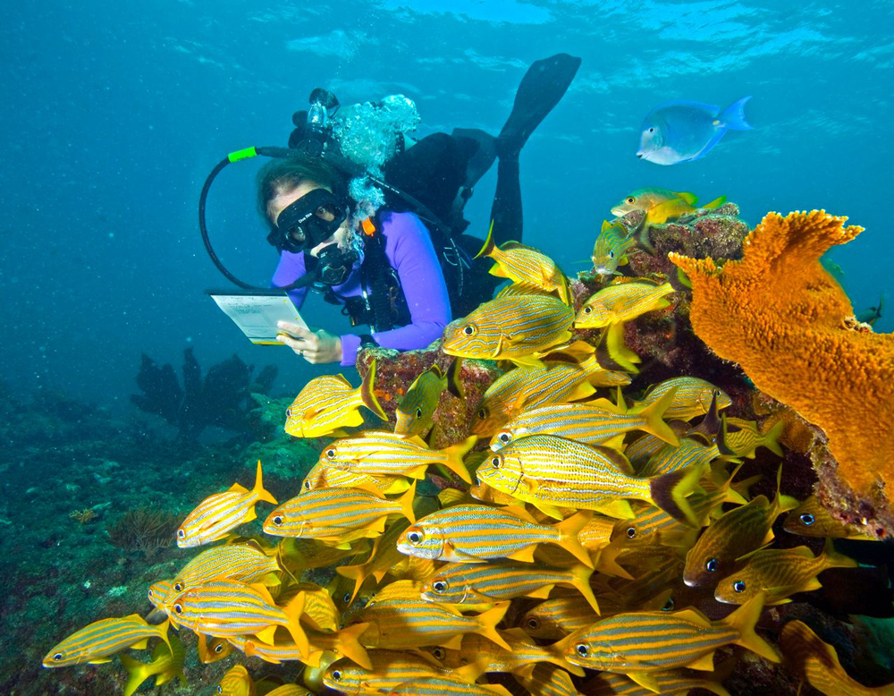Florida Keys reef survey