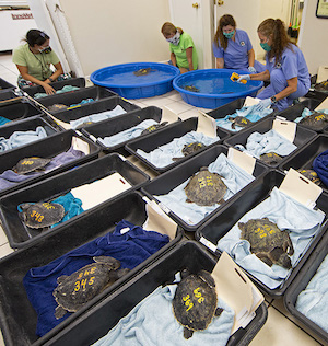 Florida Keys Turtle Hospital rescued cold turtles