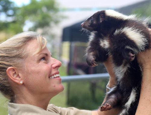 Lemurs, Armadillos and More: Keys Sheriff’s Animal Farm