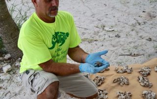 Save a Turtle volunteer Florida Keys
