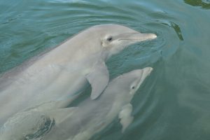 dolphins at Florida Keys' Dolphin Research Center
