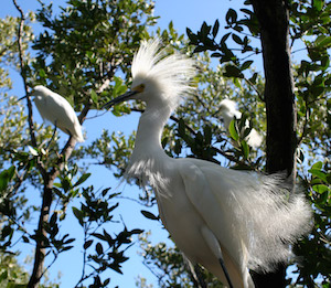 Florida Keys Wild Bird Center