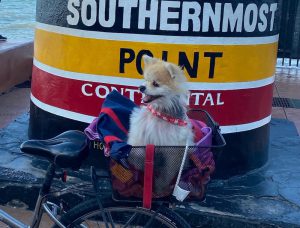 Dog in bike basket Key West