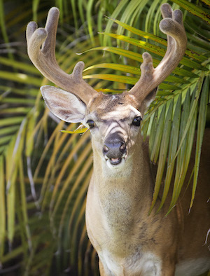 Key Deer Big Pine Key