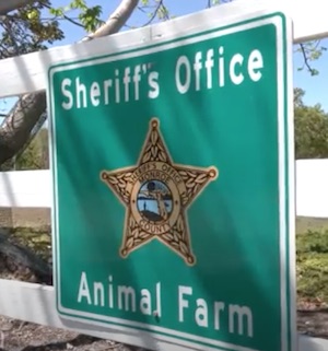Florida Keys Sheriff's Office Animal Farm