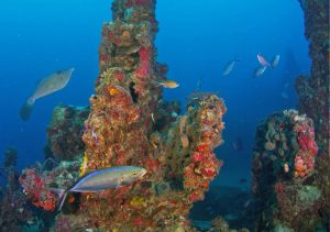 Spiegel Grove fish Florida Keys artificial reef