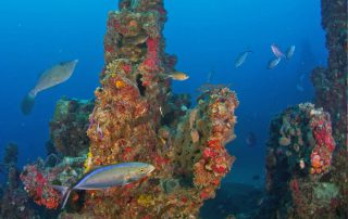 Spiegel Grove fish Florida Keys artificial reef