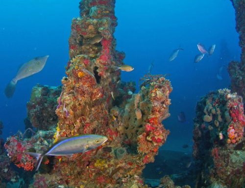Celebrate the 20th ‘Sink Anniversary’ of the Keys’ Spiegel Grove Artificial Reef