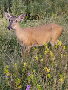 Key Deer Florida Keys