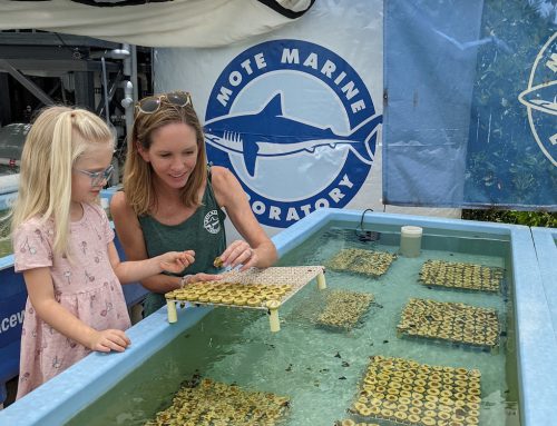 Erin Muir: Steward of Mote Marine’s Coral Restoration Outreach