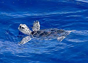 turtle Ian swimming off Key West
