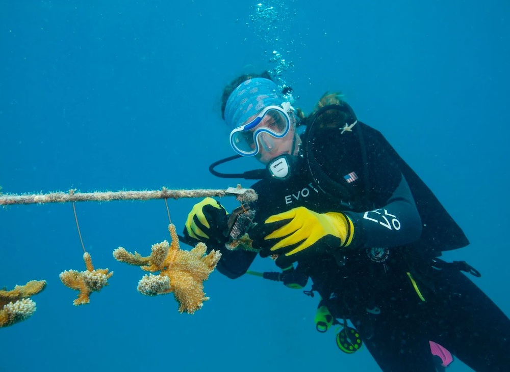 Diver helping coral reef in coral nursery
