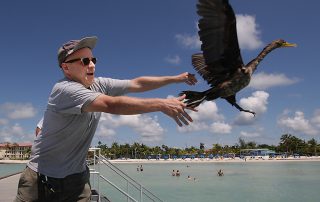 Man releasing cormorant Key West