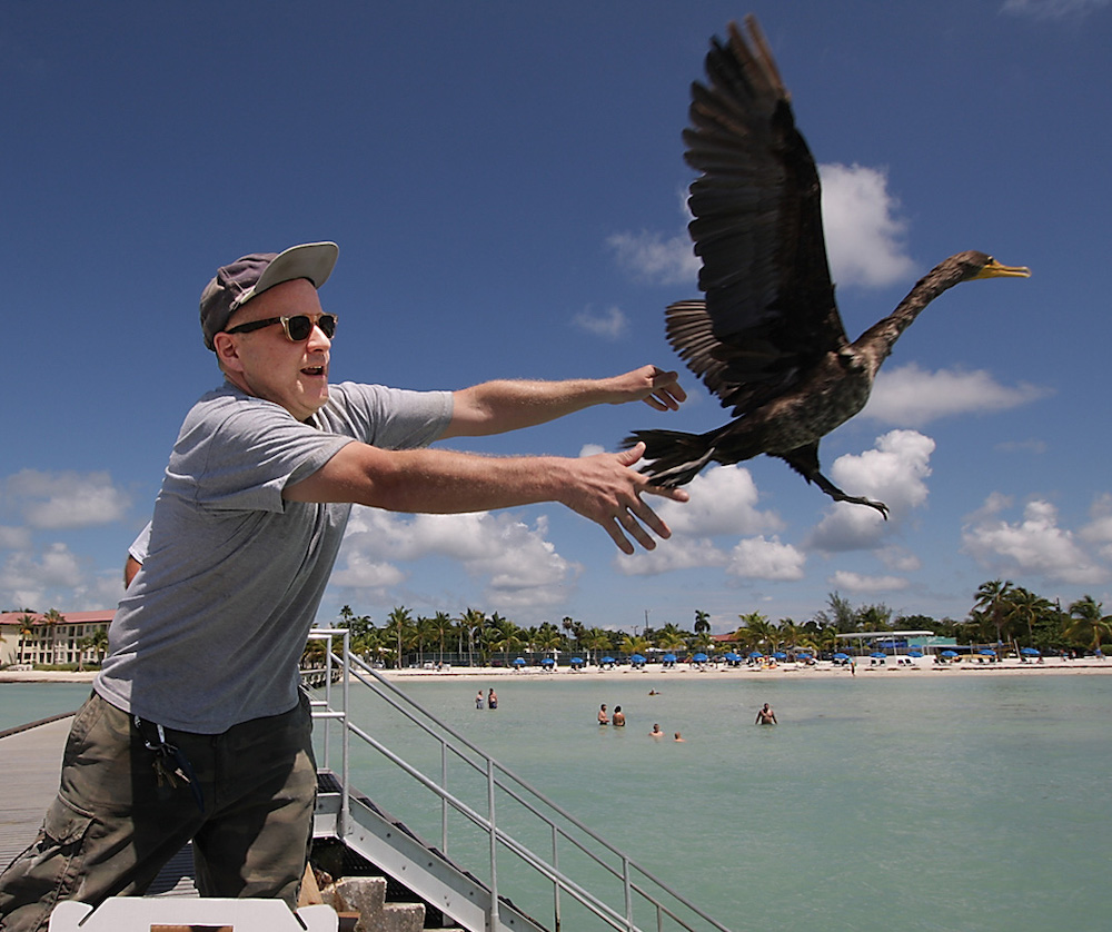 Man releasing cormorant Key West