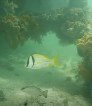 Florida Keys backcountry marine life