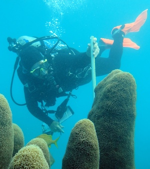 Woman diving in Florida Keys coral