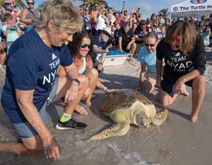 Diana Nyad turtle release