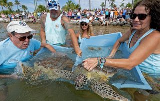 turtle release Florida Keys