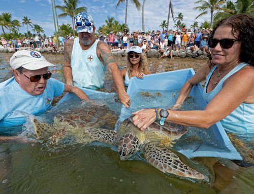 Sea Creatures Find Care in the Keys