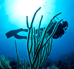 Florida Keys diver