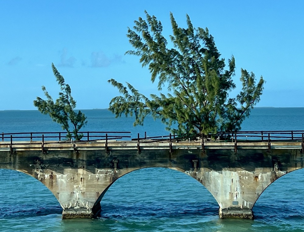Fred the Tree: The Florida Keys’ ‘Celebri-Tree’