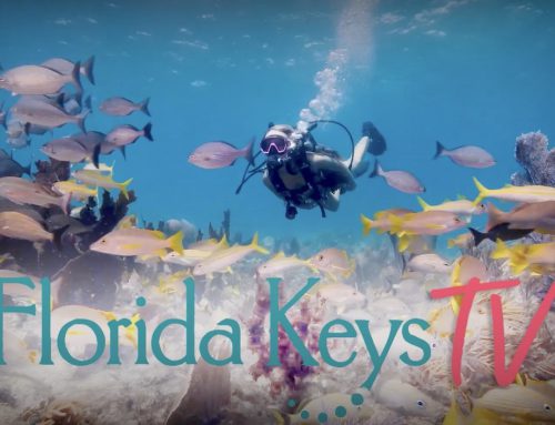 Dive into the Keys’ Underwater World with FloridaKeysTV