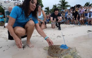 Turtle release Florida Keys