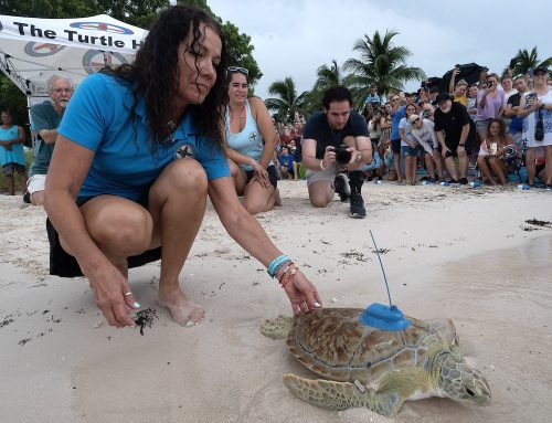 You Go, Girl! Roseleigh Enters the ‘Tour de Turtles’ Race