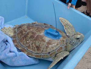 Florida Keys turtle release