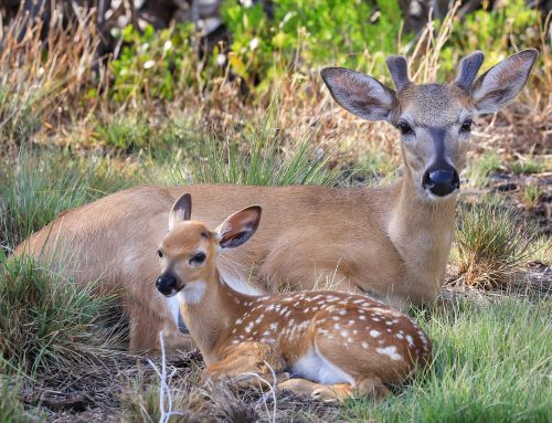 Valerie Preziosi: Steward of Endangered Key Deer