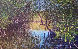 Mangrove water Florida Keys