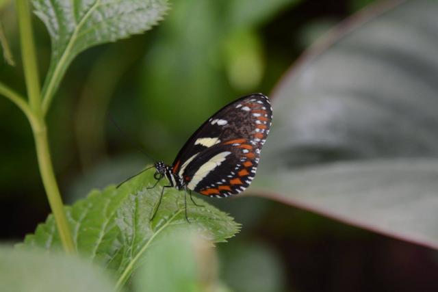 More than a thousand exotic tropical butterflies flutter at Key West Butterfly & Nature Conservatory.