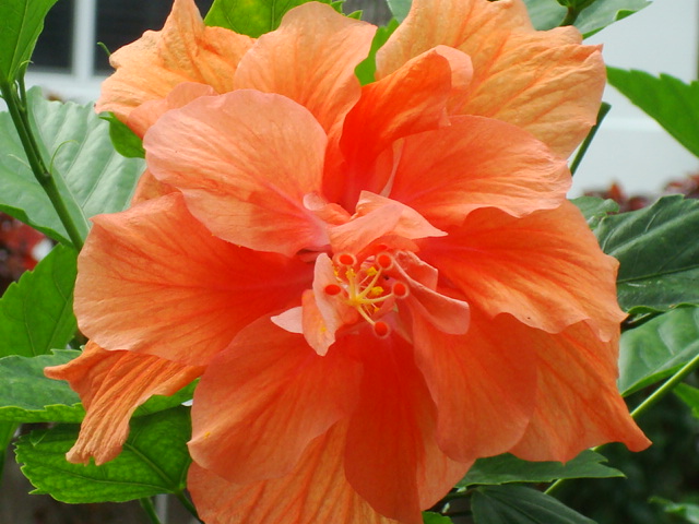 Hibiscus are found in nearly any yard and garden. image: Carolan Ivey/Florida Keys Photo Adventure