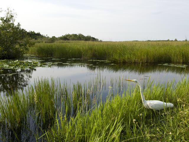 A great egret near Everglades National Park. Image: Bob Care