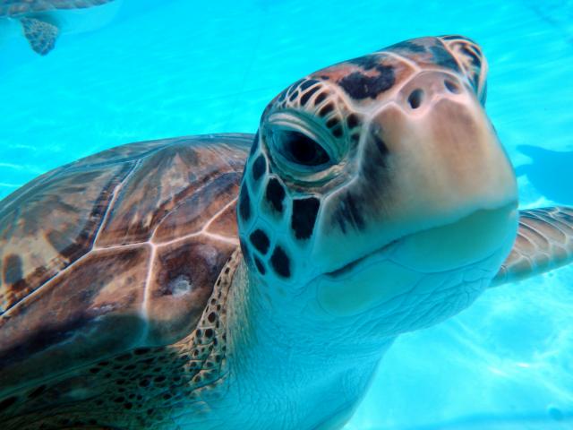 The Turtle Hospital in Marathon opened in 1986 as the world’s first state licensed veterinary sea turtle hospital.