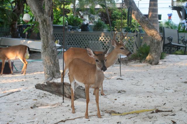 The Lower Keys’ National Key Deer Refuge is an ideal location to encounter the unique species in its natural habitat.