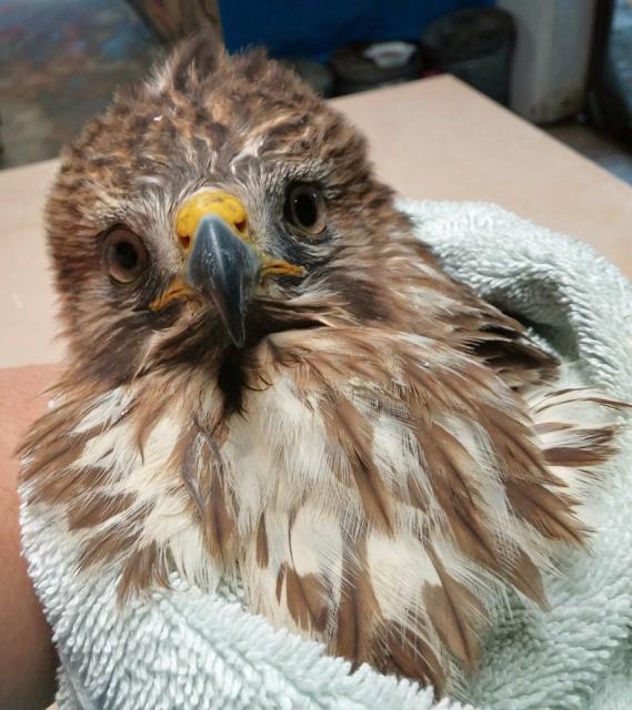 Marathon Wild Bird Center accepts all patients, like this young raptor, to rescue, rehabilitate and release back to their natural environment.