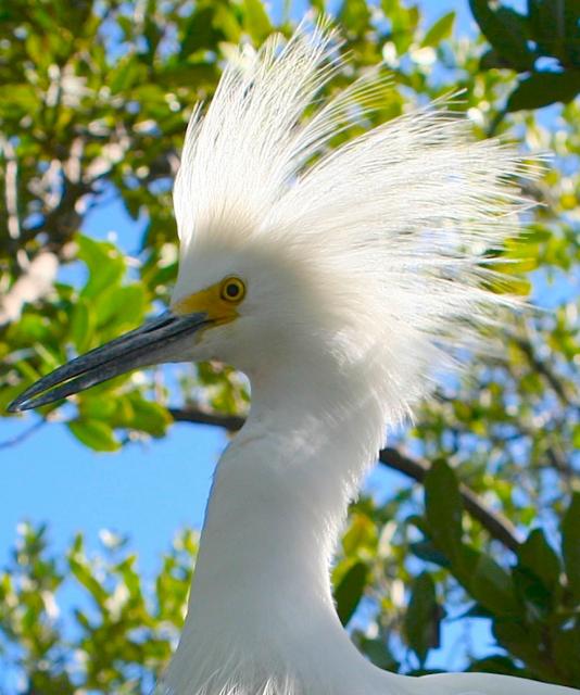 White herons are only found in the Florida Keys and on the South Florida mainland.
