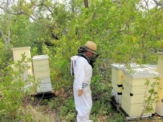 Isabella Ballestas tends to some of their 600 organic hives throughout 12 locations in the Keys.