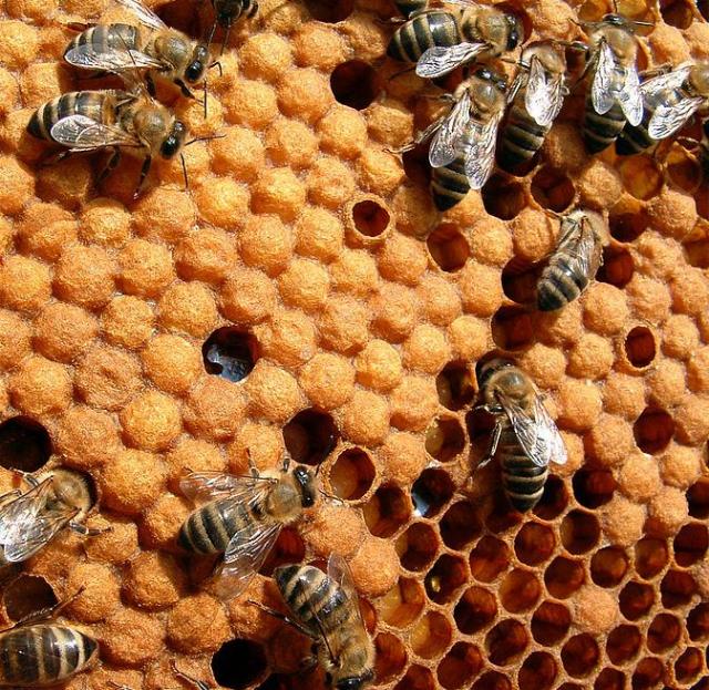 Honeybees really do help the environment, says David. Humans and bees can coexist harmoniously.