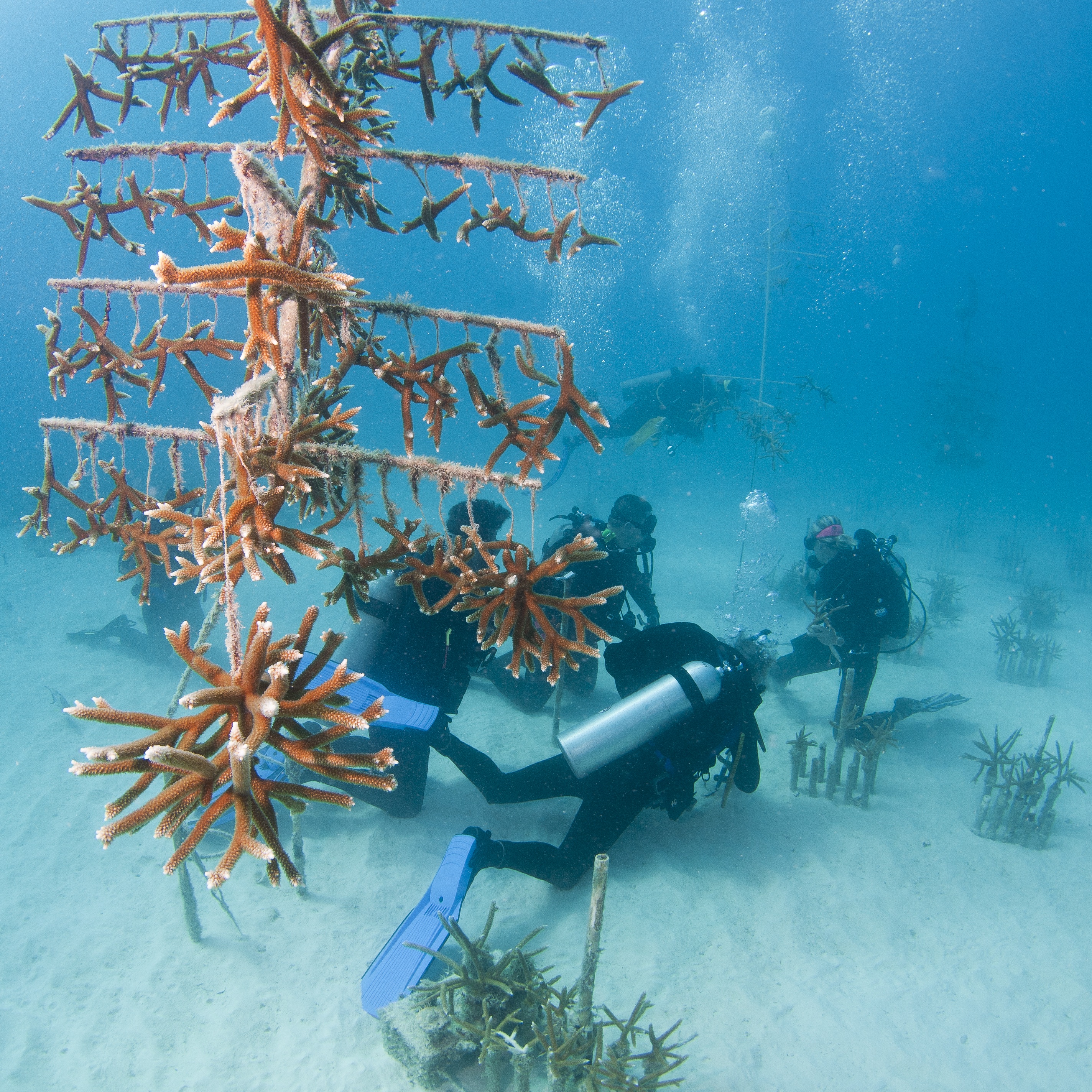 Pendant ces plongées de travail dans les pépinières de coraux, les bénévoles nettoient et préparent les coraux pour des transplantations. 