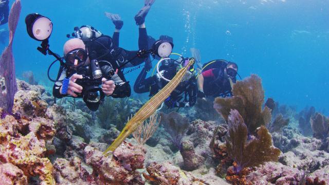Divers examine a trumpet fish Saturday, Sept. 30, 2017, in the Florida Keys National Marine Sanctuary off Key Largo. Image: Frazier Nivens