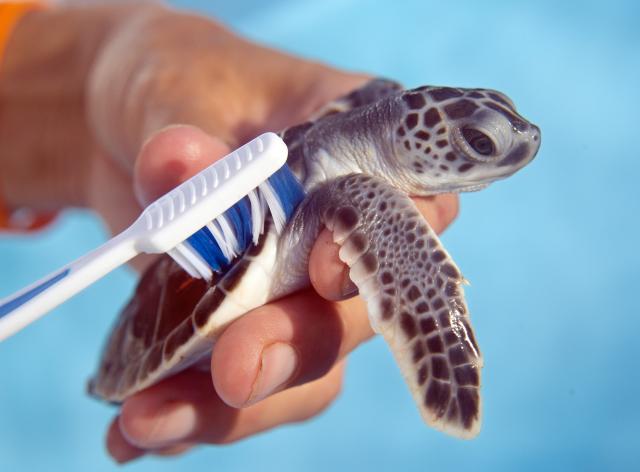“Irma,” a baby green sea turtle, is cleaned with a toothbrush Oct. 11, 2017, in Marathon. Found along U.S. 1 on Sept. 11, “Irma” should be released with other hatchlings in the next few weeks. Image: Andy Newman
