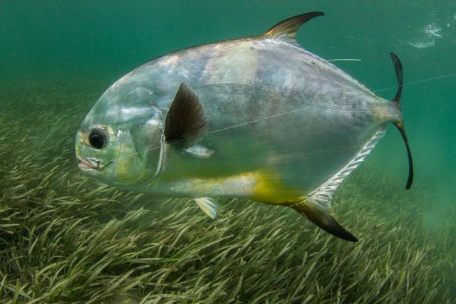 Permit is among the tournament's target species.
