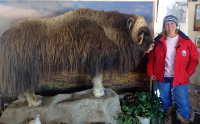 The couple recently returned to Nome, AK, to spot (real) musk ox. 