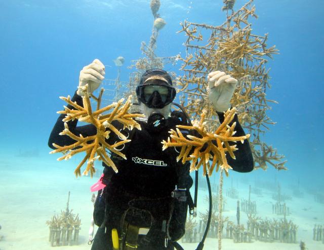 Korallenaufzuchtstation (c) Kevin Gaines