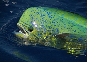 Anglers in each of the four divisions win awards for the heaviest of 33 species (including dorado or mahi mahi, pictured) in multiple line classes and artificial casting categories.