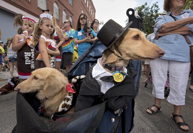 Dachshund Walk à Key West le Nouvel An_Credit Rob O'Neal