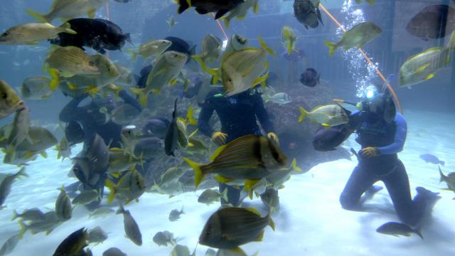 In Marathon, Florida Keys Aquarium Encounters, with new feedings for Mobula rays, reopened Dec. 15.