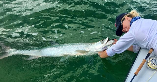 A caught fish is when the guide disengages the hook and releases the tarpon. 